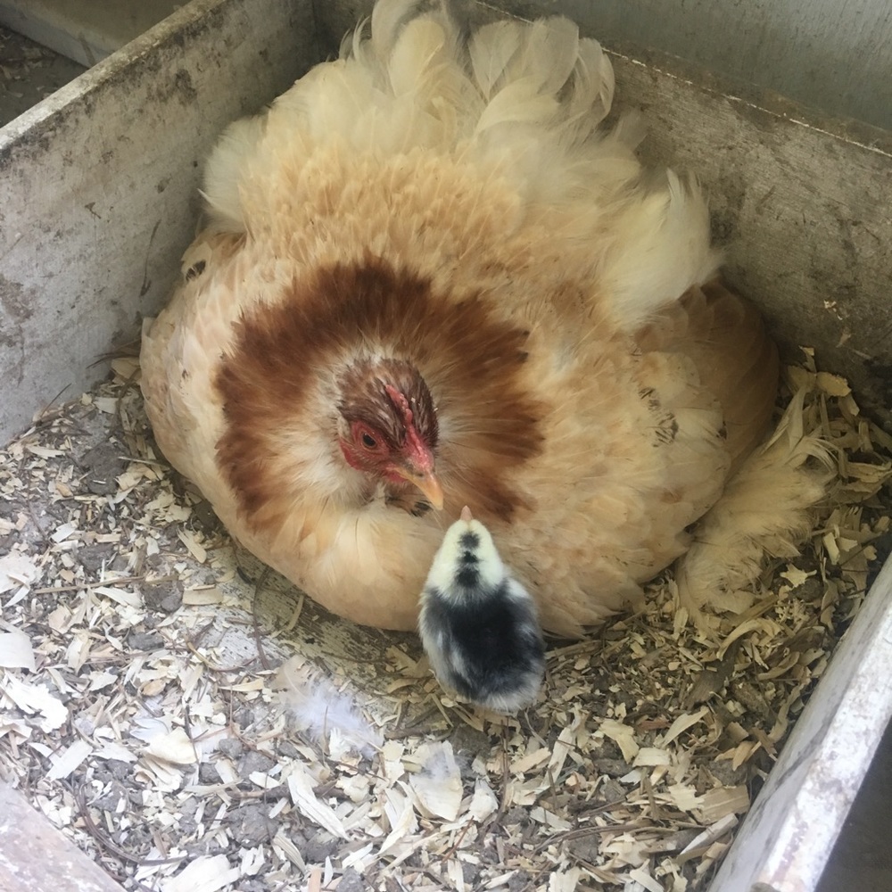 Meet your Posher, Melinda